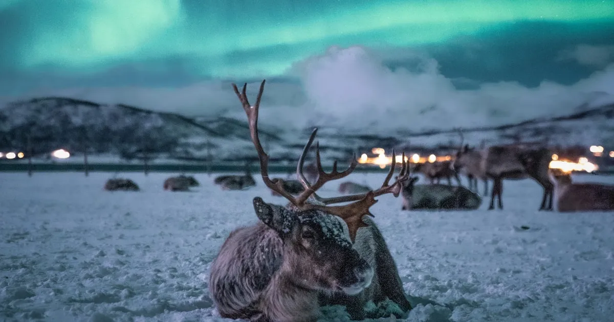 Reindeer under a dark winter sky on a night Tromso reindeer sledding tour with dinner