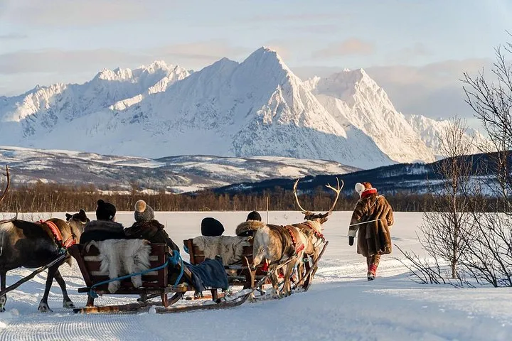 A reindeer caravan of sleds in snow on a Sami-guided Tromso reindeer sledding tour