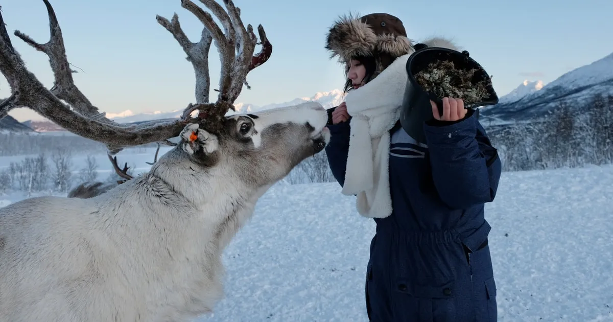 Visitors hand-feeding reindeer near Tromsø, an alternative to Tromso reindeer sledding