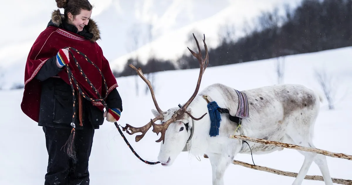 A reindeer sled in the Tamok valley on a full-day Tromso reindeer sledding trip