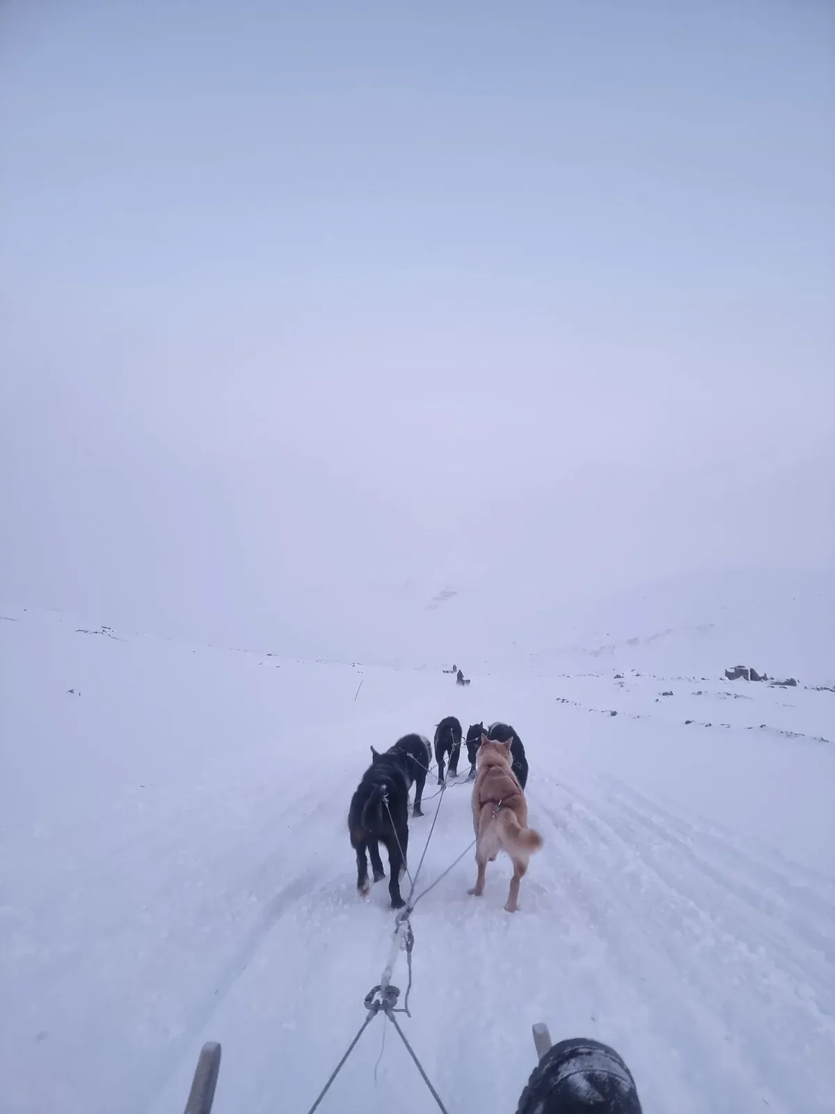 A husky team pulling a sled across a white Arctic plain, seen from the sled, compared with Tromso reindeer sledding