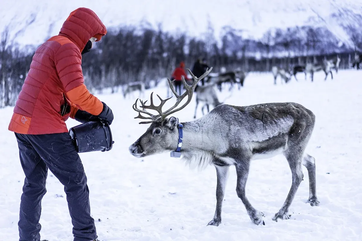 A visitor holding out a bucket to a reindeer near Tromsø on a budget Tromso reindeer sledding or feeding tour