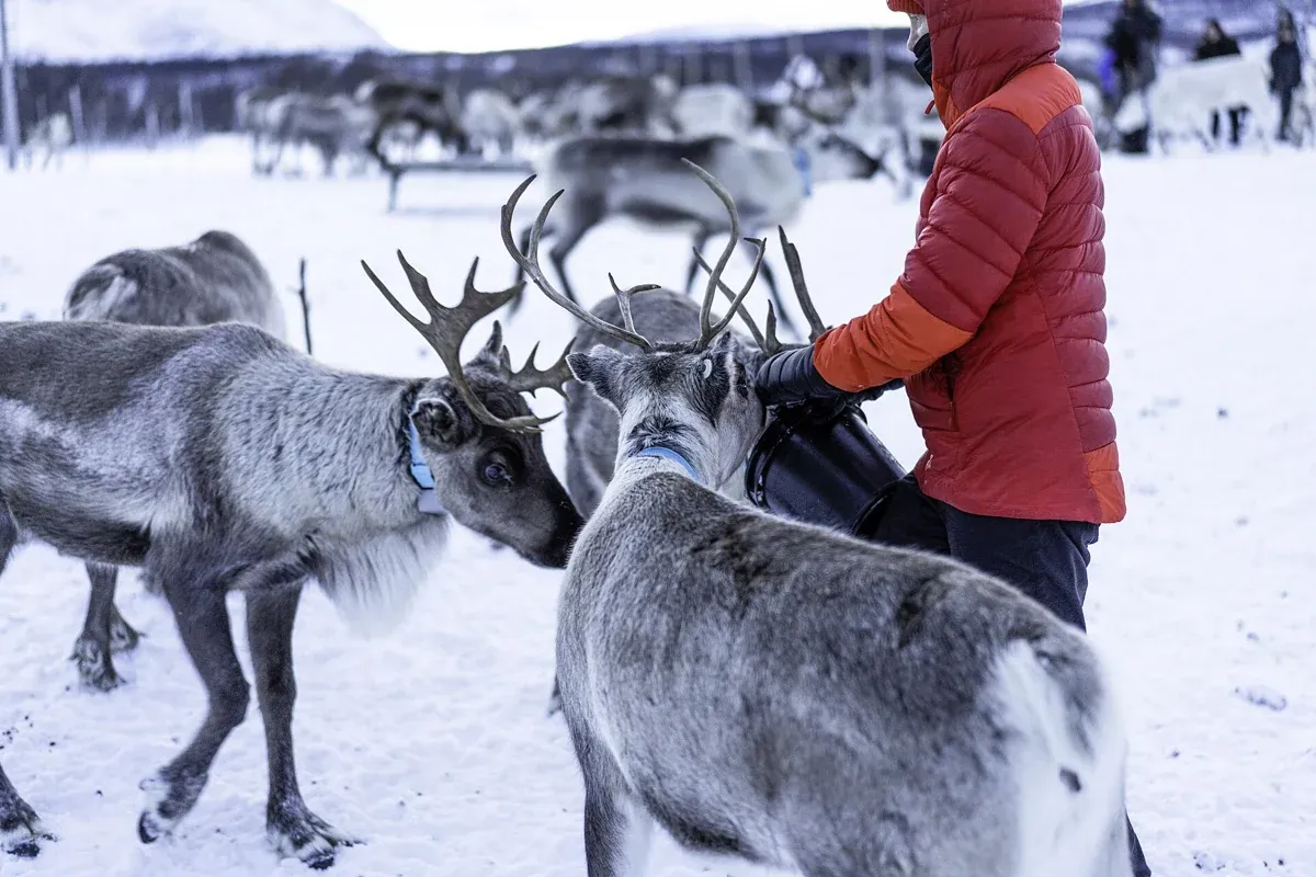 Visitors feeding a herd from buckets at a camp near Tromsø on a Tromso reindeer sledding and feeding tour