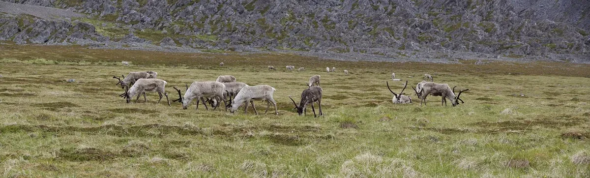 A reindeer herd on summer tundra at Hamningberg in Finnmark, the herding life behind Tromso reindeer sledding