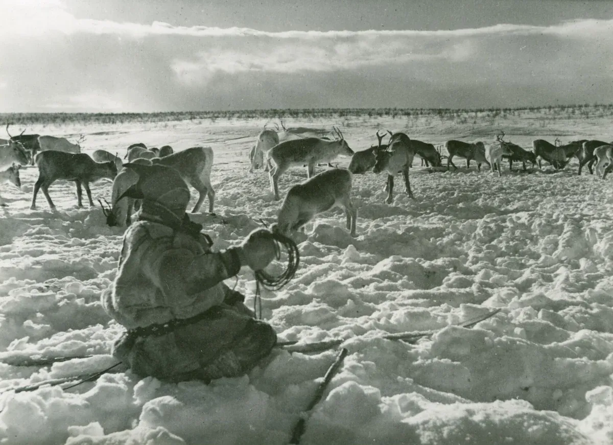 A Sámi herder with a reindeer herd on a snowy winter feeding ground in Finnmark, the tradition behind Tromso reindeer sledding