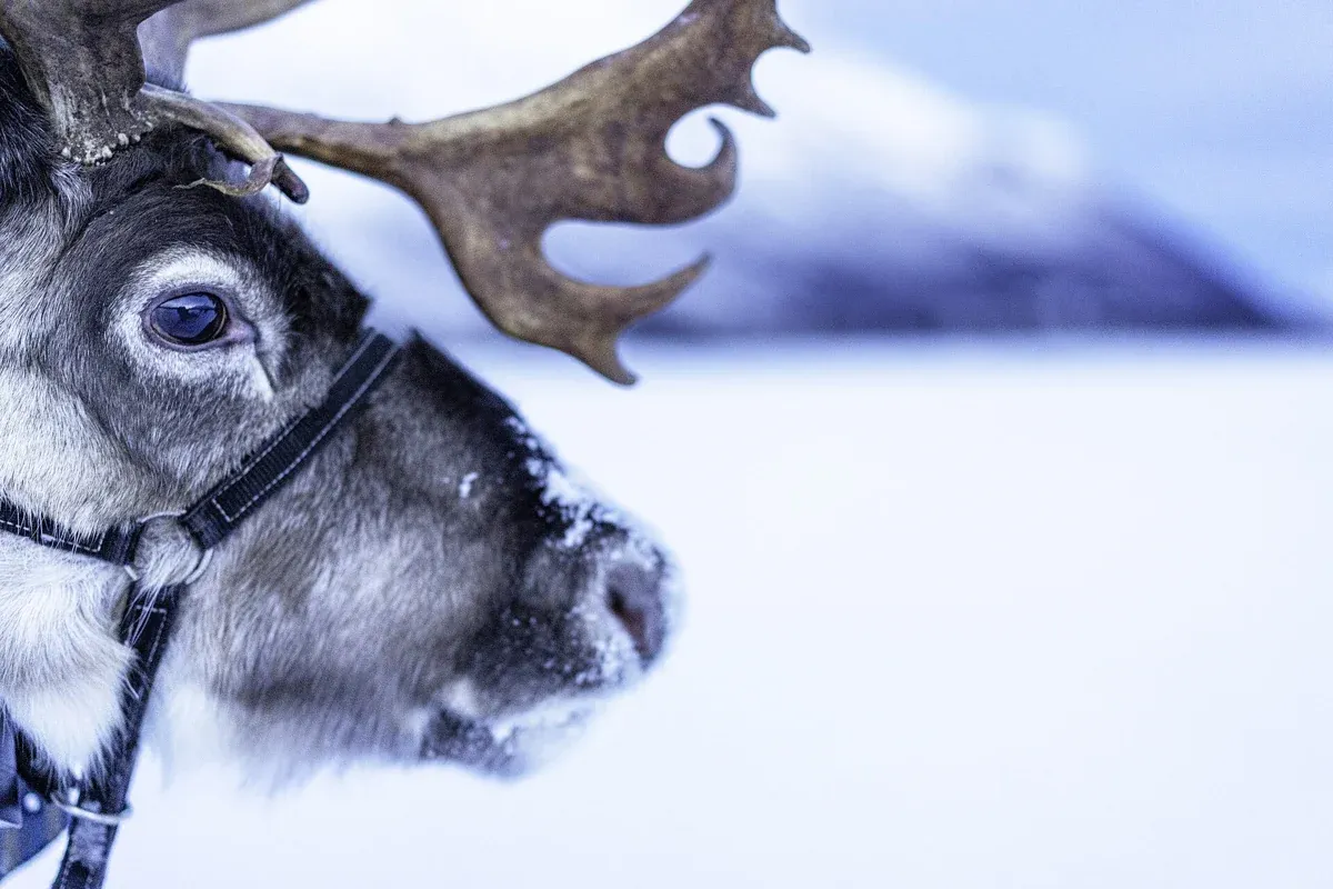 A reindeer with wide antlers and a harness near Tromsø, the animal behind every Tromso reindeer sledding tour