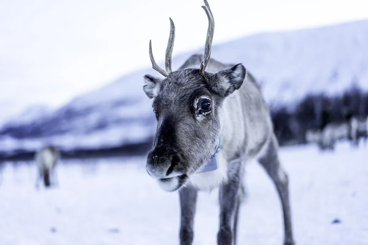 A reindeer standing calmly in the snow near Tromsø, the kind you hand-feed on a reindeer feeding tour