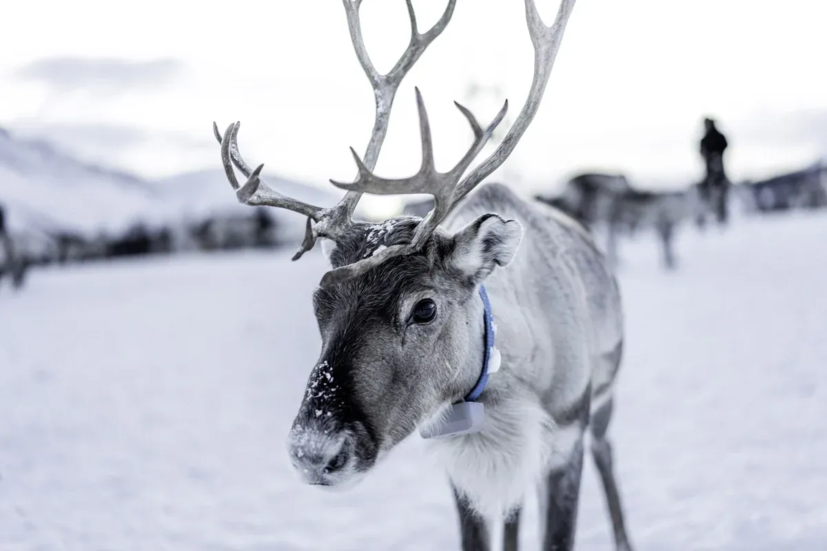 A reindeer looking into the camera at a camp near Tromsø, met on a Tromso reindeer sledding tour