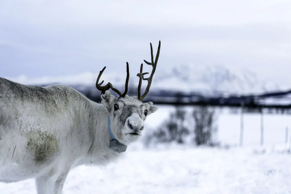 A reindeer in the snow near Tromsø, met at the camp on a reindeer and northern lights tour from Tromsø