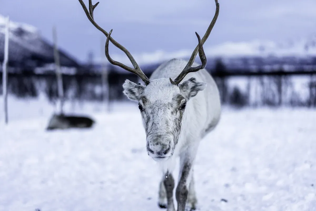 A reindeer walking toward the camera in a snowy enclosure, as on a Tromso reindeer sledding day trip