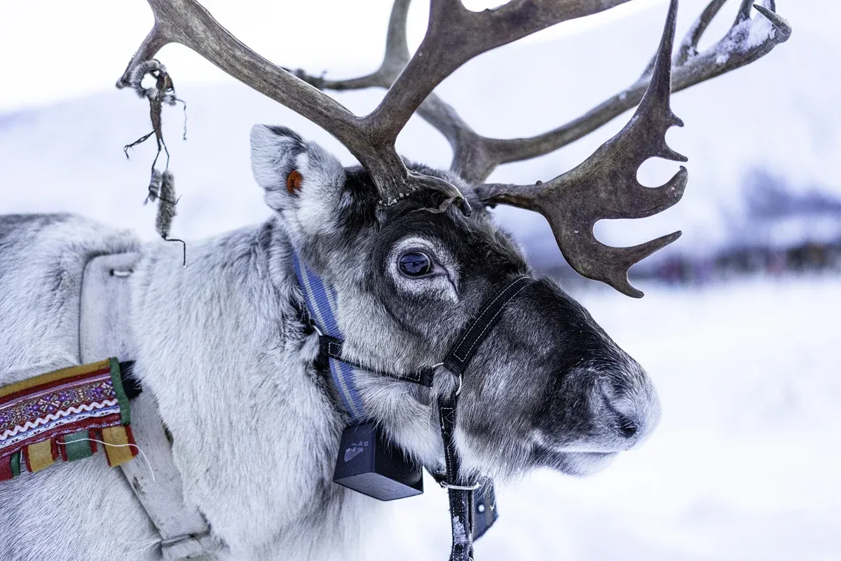 A reindeer with a decorated harness near Tromsø, met on a small-group Sámi family visit from Tromsø