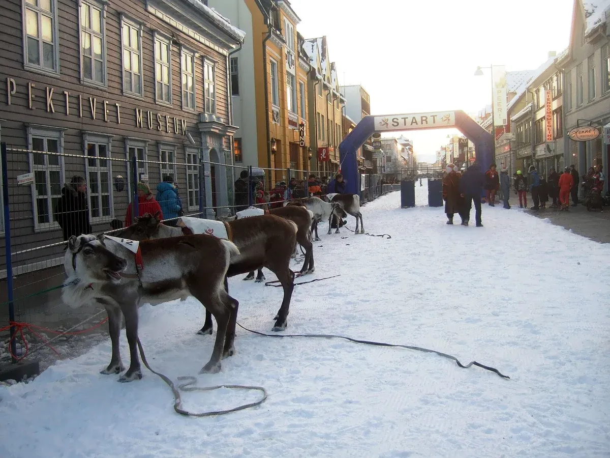 Reindeer waiting at the start of a race on a snowy street during Sámi Week, a February highlight beside Tromso reindeer sledding