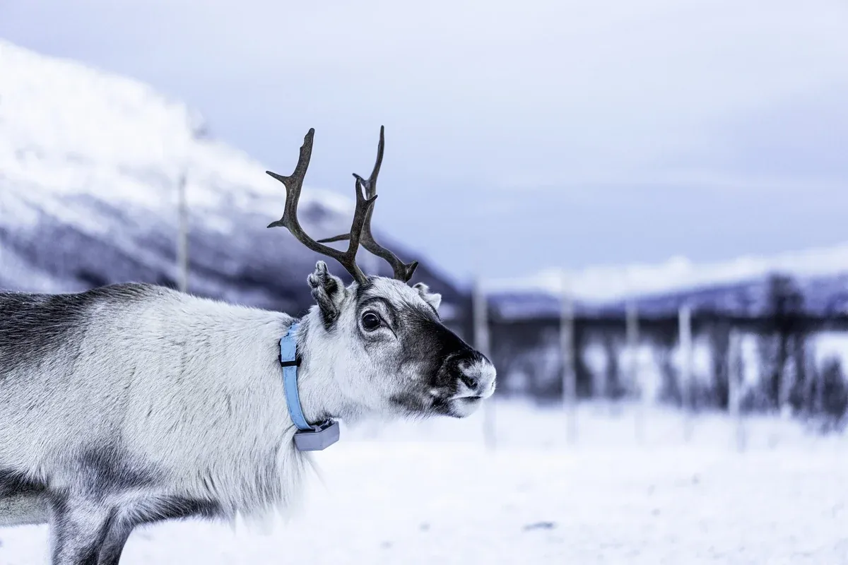 A pale reindeer with a collar standing in snow near Tromsø, an alternative to Tromso reindeer sledding
