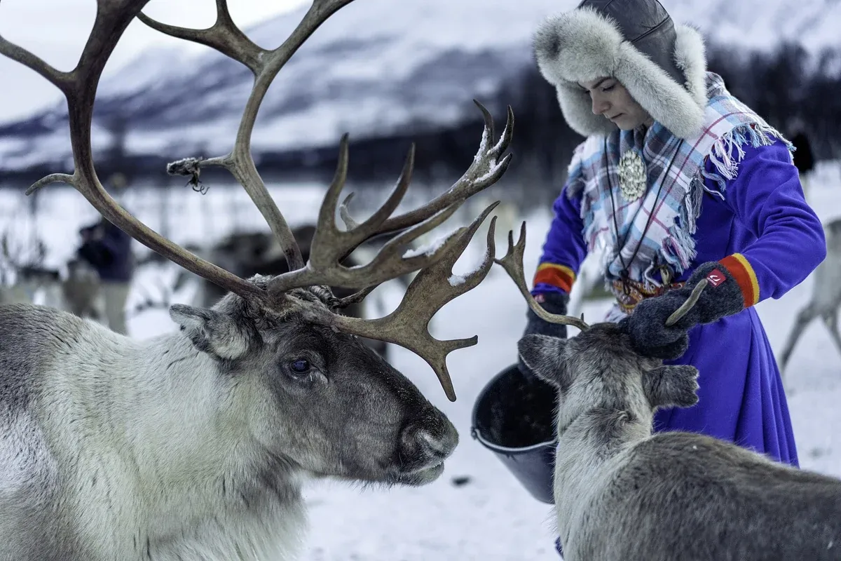 A Sámi herder holding a feed bucket among reindeer near Tromsø, as on a reindeer feeding tour from Tromsø