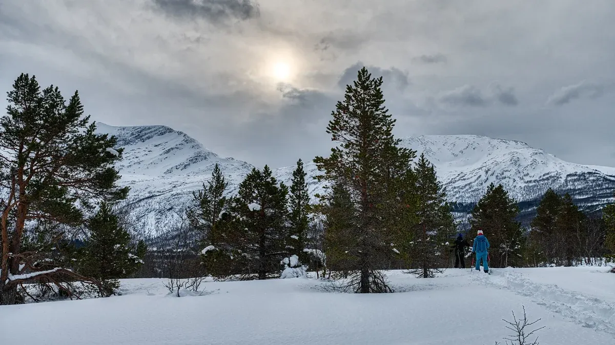 A snowshoe trail through pines in Troms, Norway, the kind of walk on a Tromso reindeer feeding and snowshoe tour